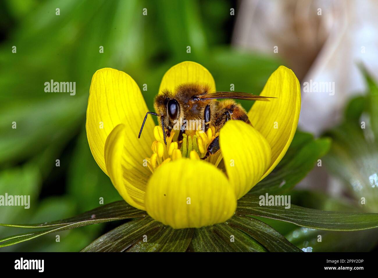Honey bee apis mellifera winter hi-res stock photography and images - Alamy