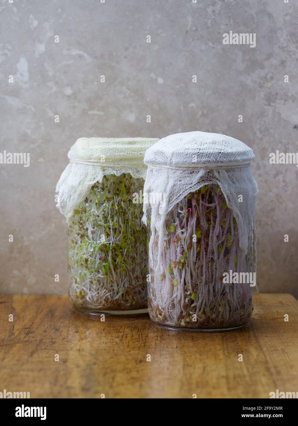 Glass jars filled with alfalfa and beet sprouts on a wooden cutting
