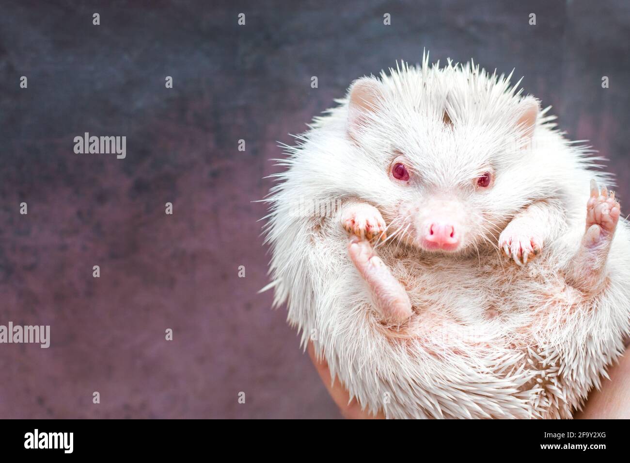 African hedgehog on a gray background albino white color close-up on a man's hand Stock Photo