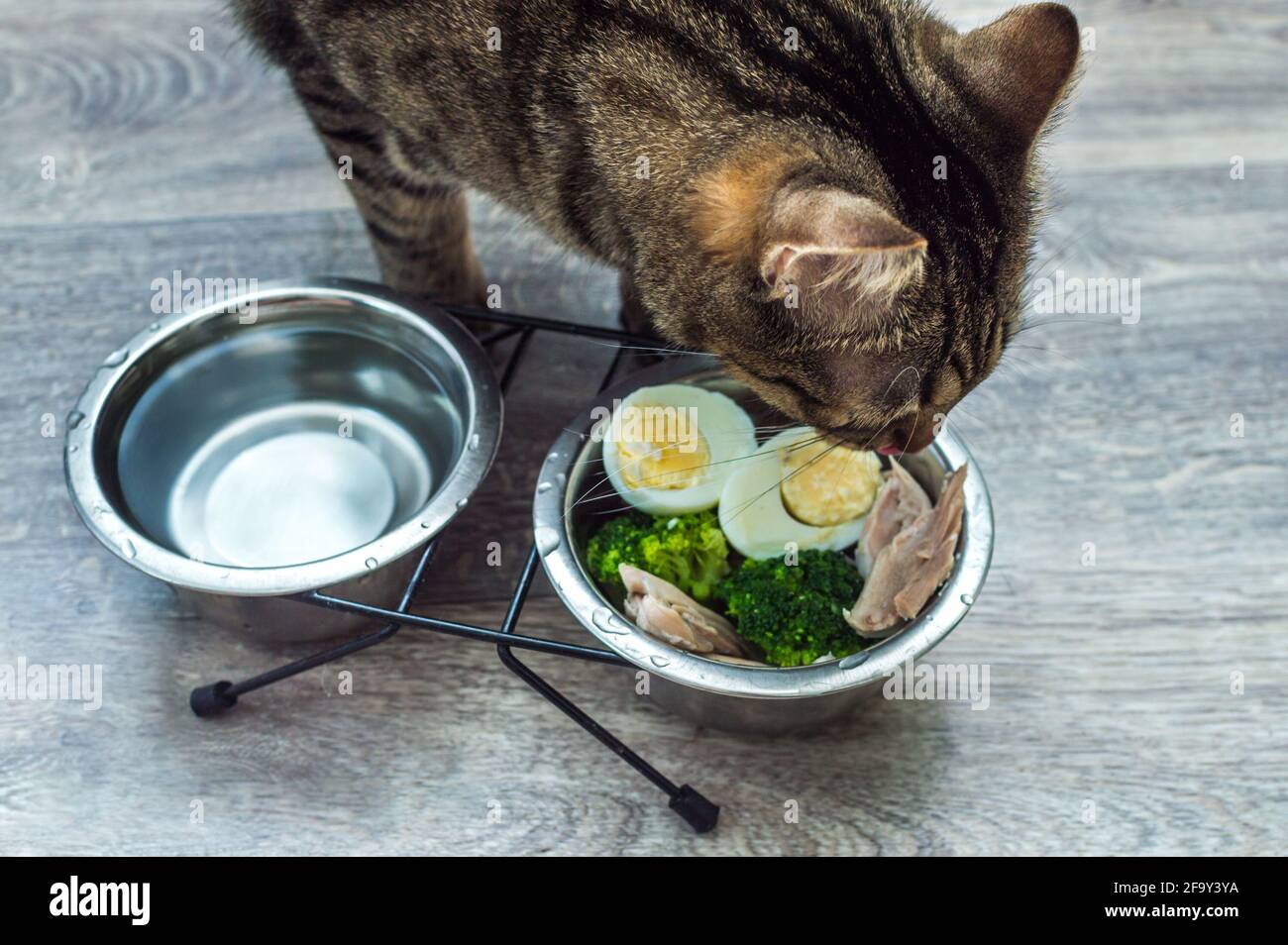 cat eating vegetables