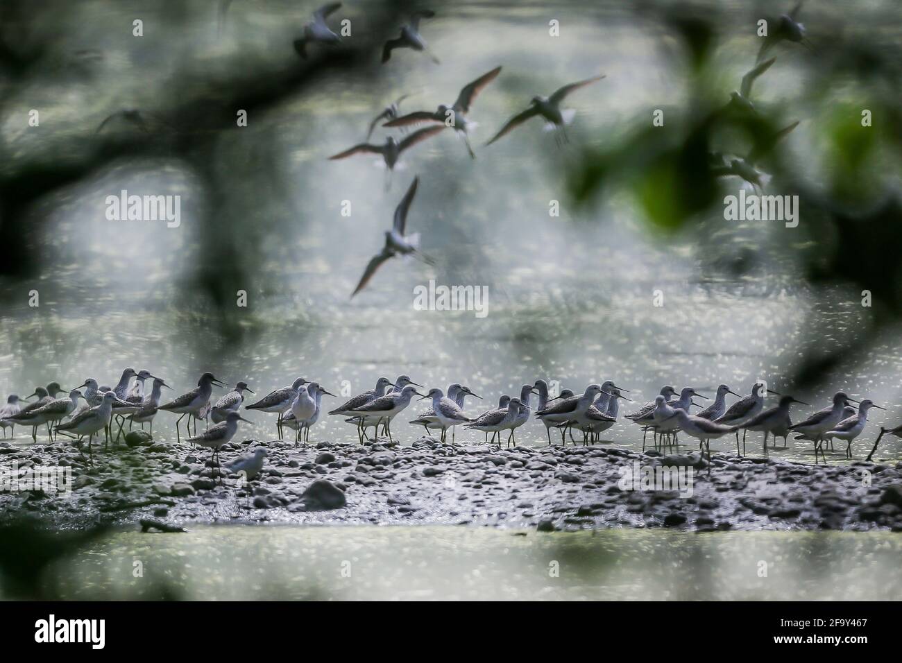 Las Pinas City, Philippines. 21st Apr, 2021. A group of common greenshanks are seen at the Las Pinas-Paranaque Wetland Park in Las Pinas City, the Philippines, on April 21, 2021. Credit: Rouelle Umali/Xinhua/Alamy Live News Stock Photo