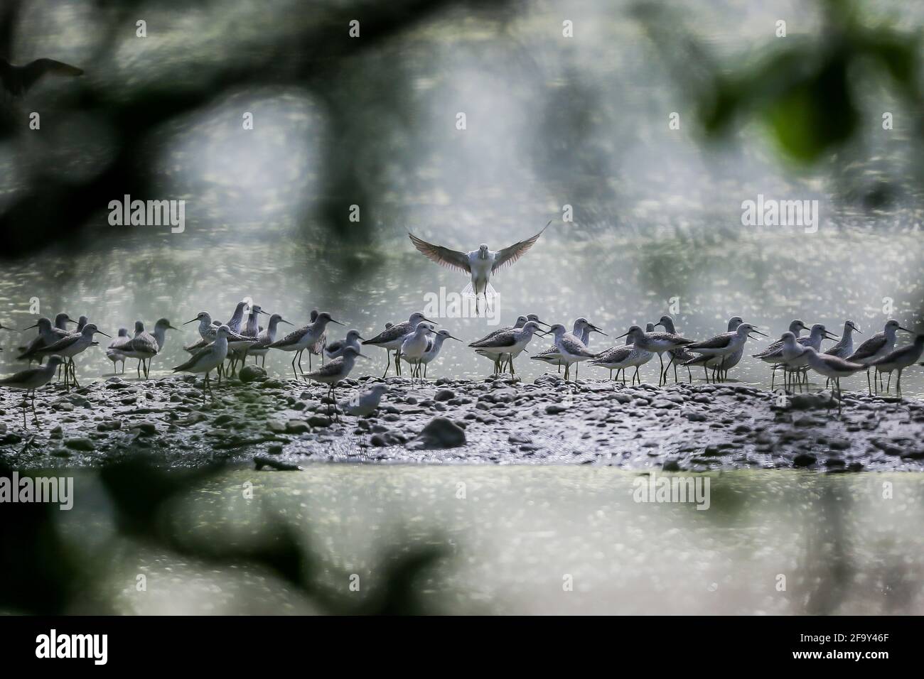 Las Pinas City, Philippines. 21st Apr, 2021. A group of common greenshanks are seen at the Las Pinas-Paranaque Wetland Park in Las Pinas City, the Philippines, on April 21, 2021. Credit: Rouelle Umali/Xinhua/Alamy Live News Stock Photo