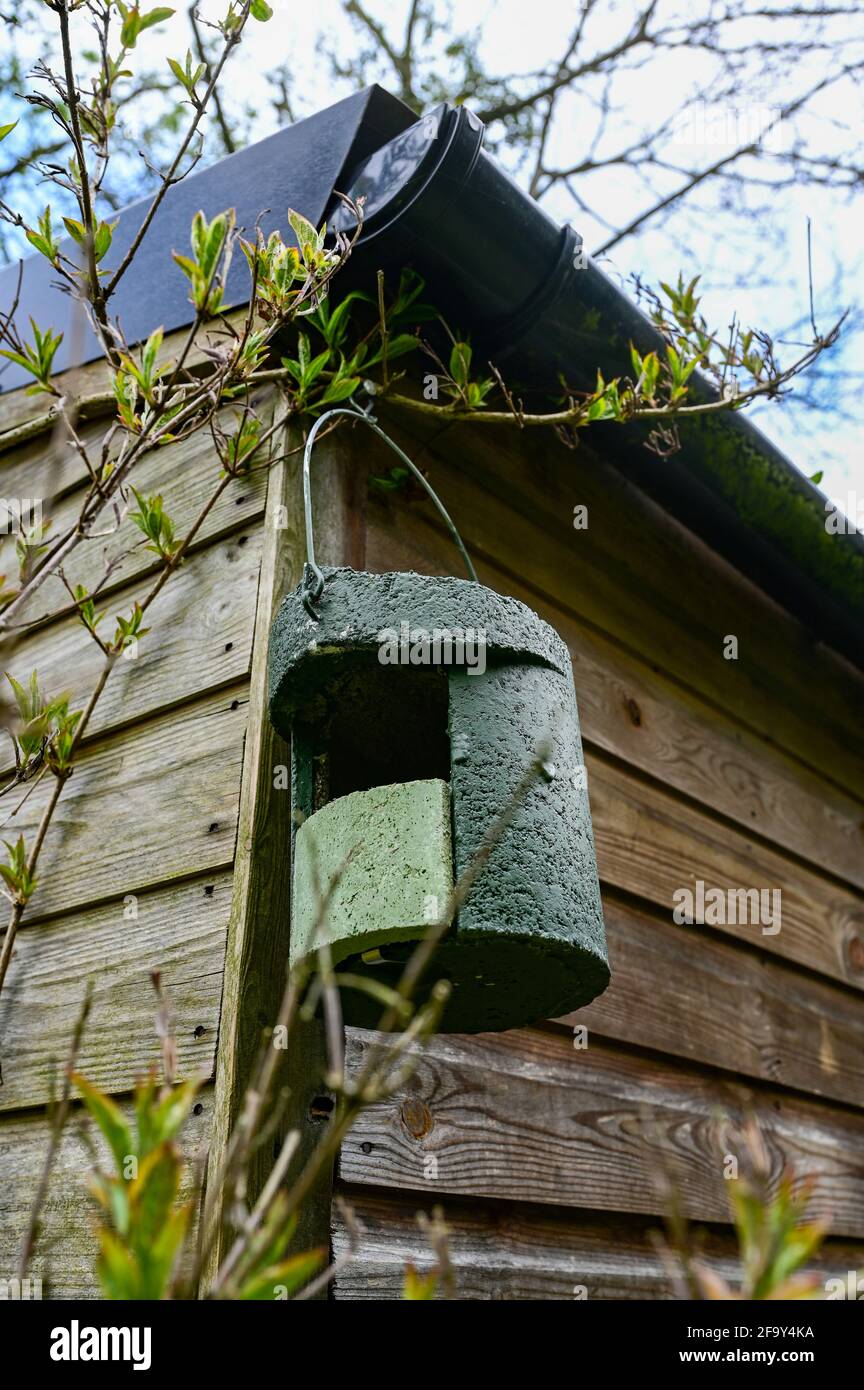 Schwegler woodcrete open-front nestbox hanging on a wooden building surrounded by shrubs. Stock Photo