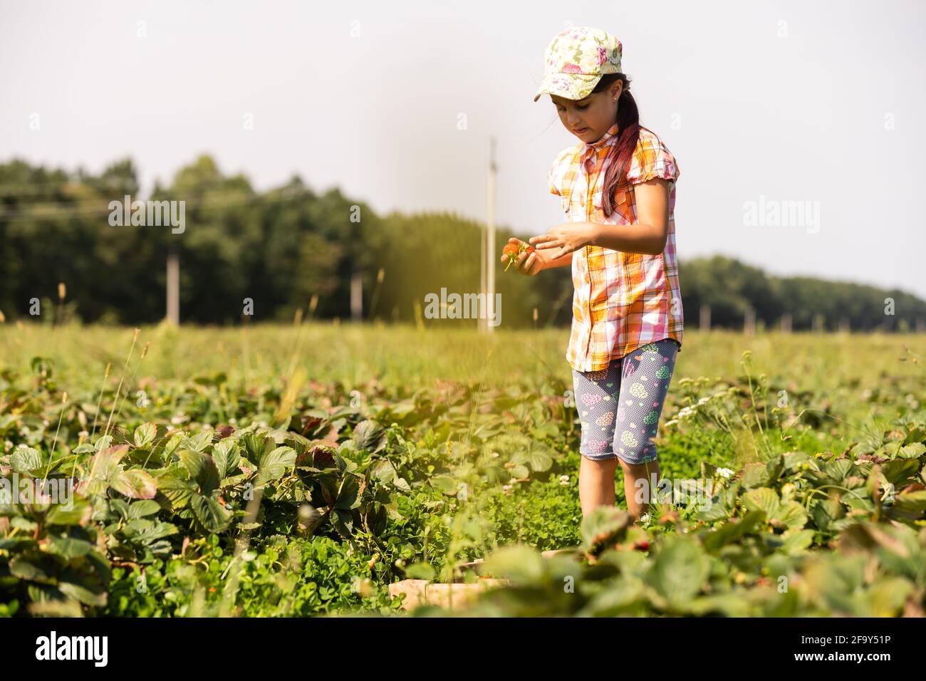 little girl picking strawberries in the field Stock Photo - Alamy