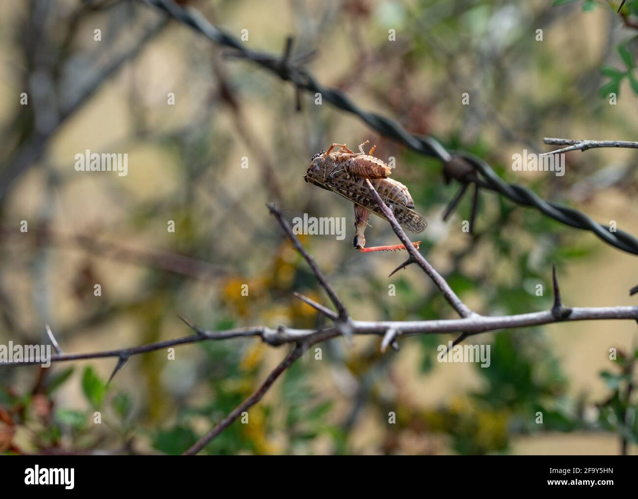 Grasshopper impaled by a Red Backed Shrike Stock Photo