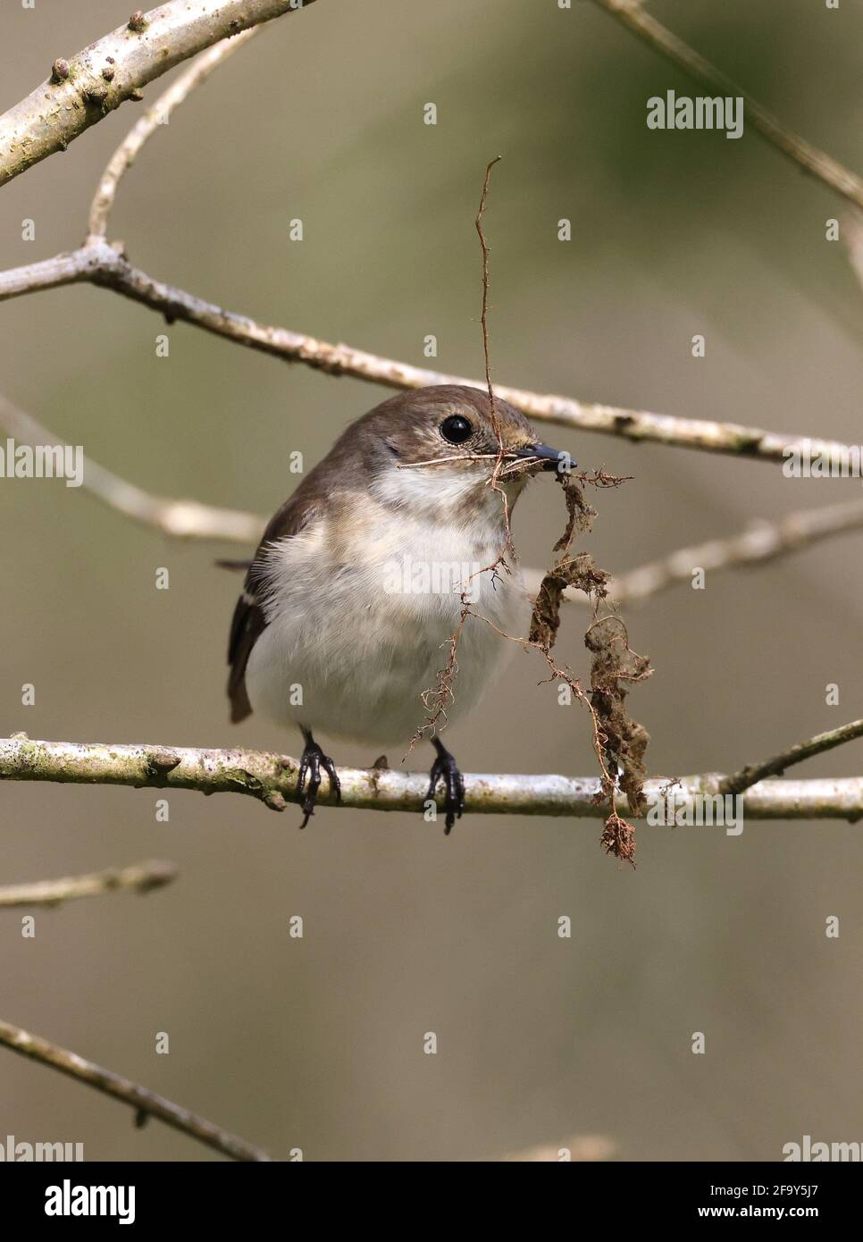 Pied Flycatcher, Ficedula hypoleuca, perched with nesting material in Mid Wales, U.K. April 2021 Stock Photo