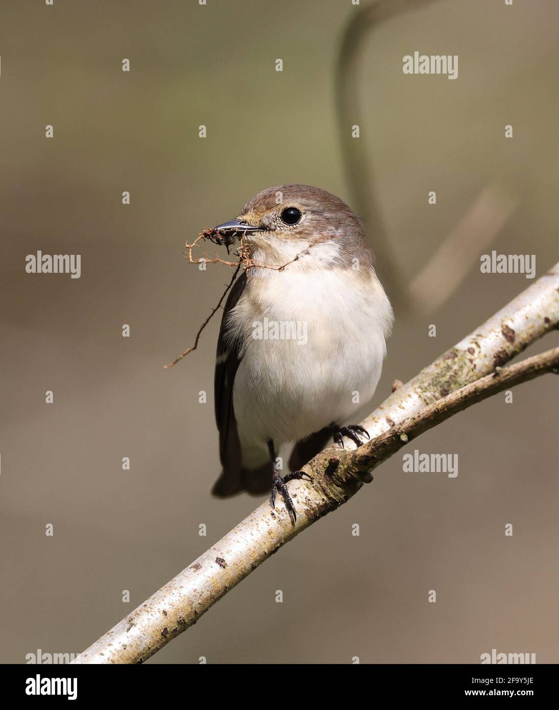 Pied Flycatcher, Ficedula hypoleuca, perched with nesting material in Mid Wales, U.K. April 2021 Stock Photo