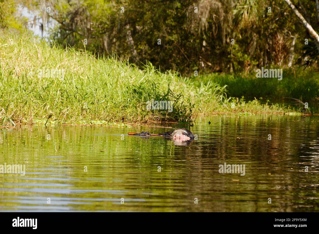 American alligator, dead prey, feral hog, dangerous reptile, wildlife, animal, Alligator mississippiensis, Zipper Canal, narrow waterway, Lake Kissimm Stock Photo