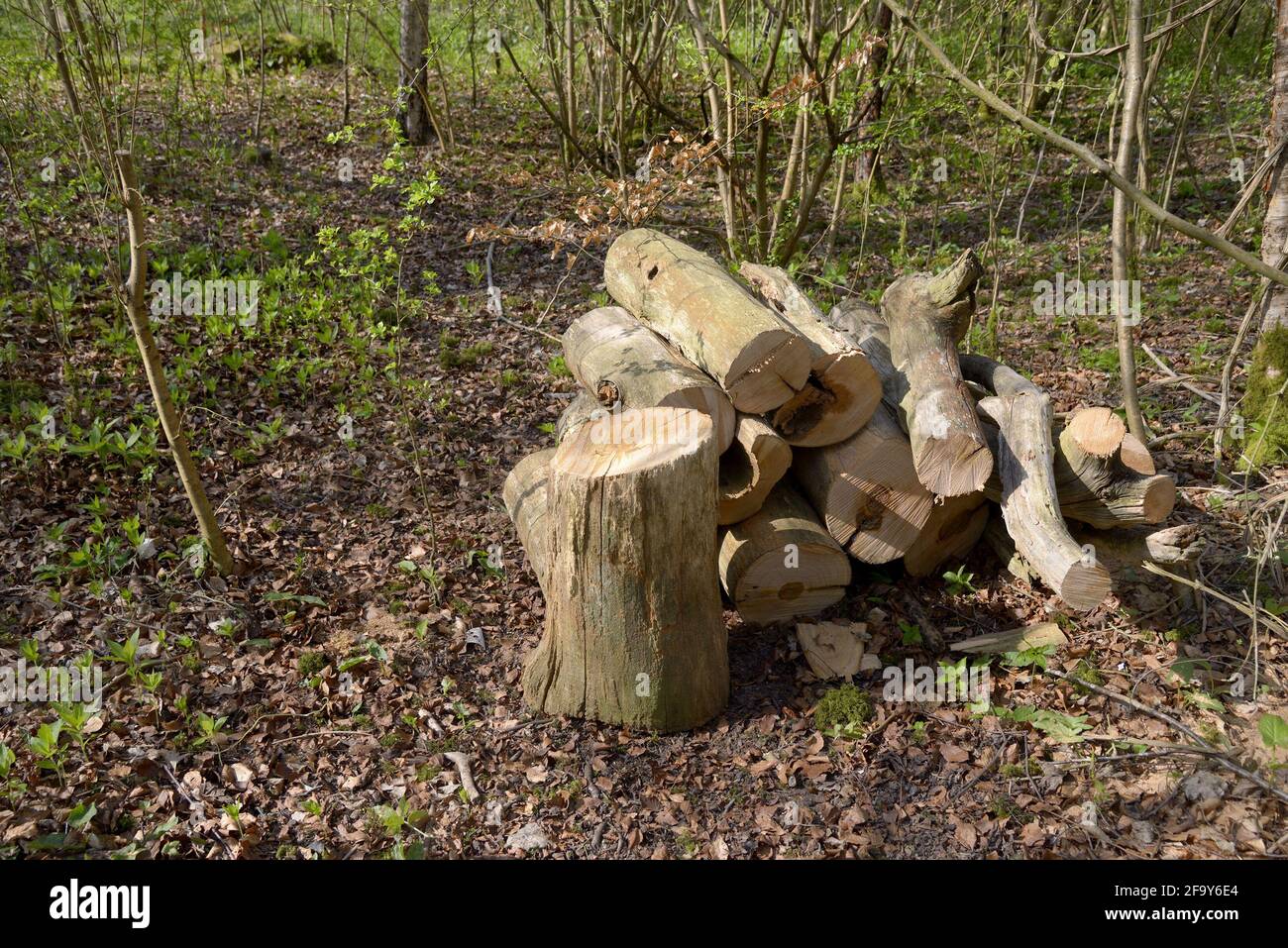 Tree cut into logs in a woodland managed for coppiced chestnut trees. Boughton Monchelsea village, Kent, UK. Stock Photo