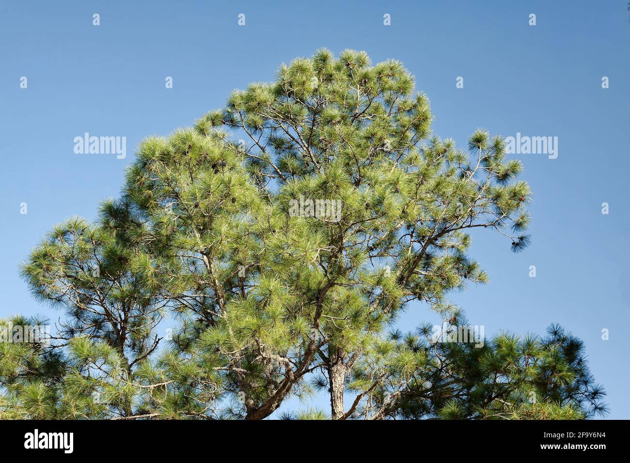 Longleaf pine tree hires stock photography and images Alamy