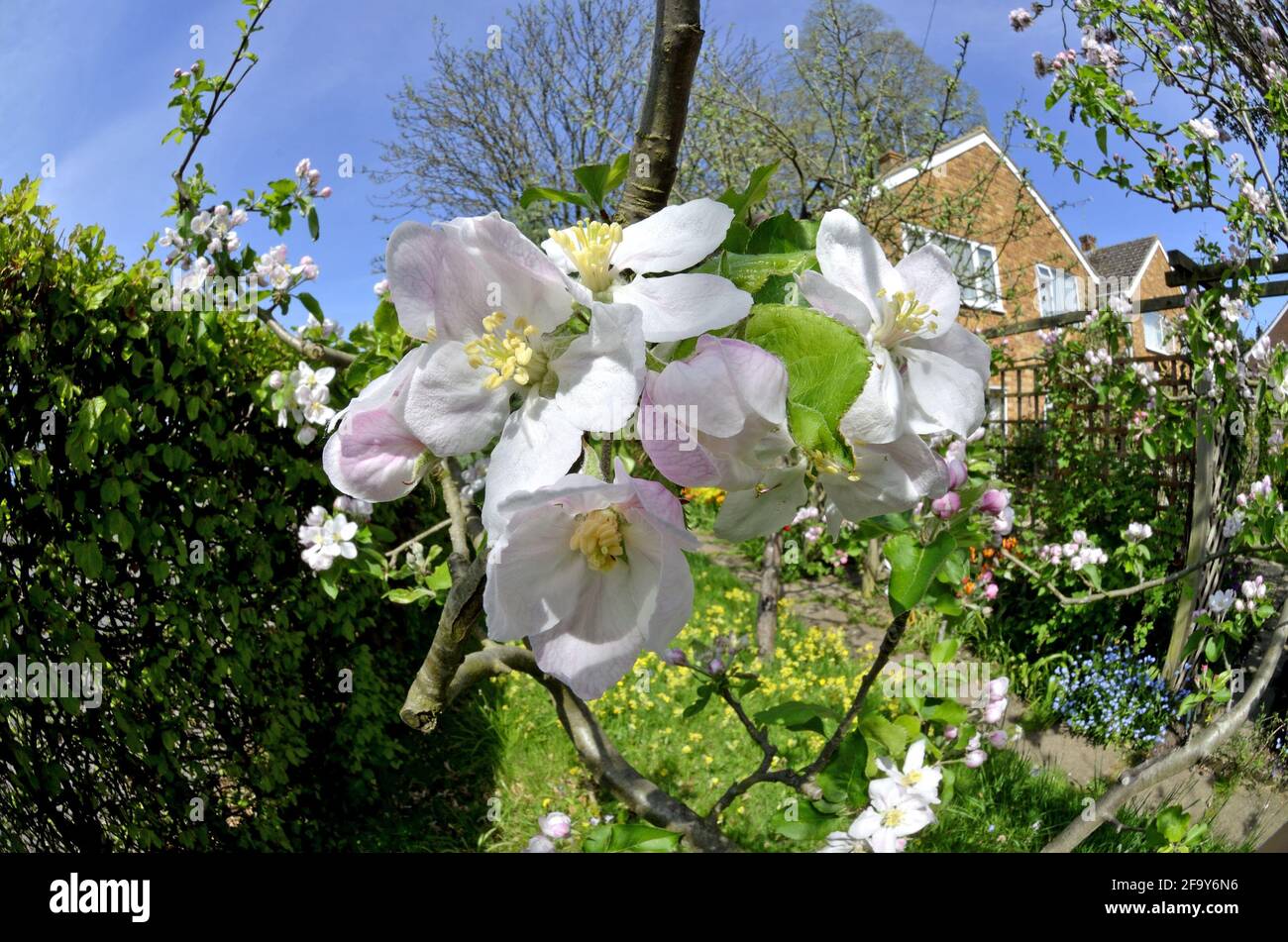 Apple blossom in a garden, Kent, UK. June Stock Photo