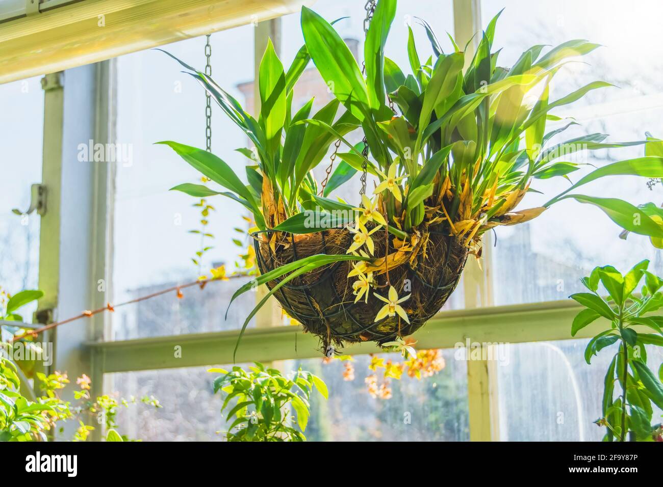 Coelogyne orchid in a hanging coconut pot, in the greenhouse of a subtropical garden Stock Photo