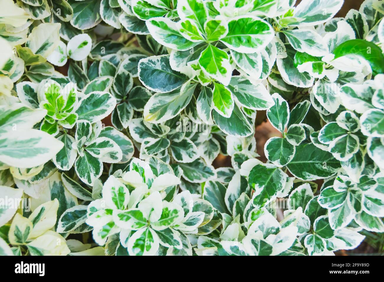 Colors leaf of Japanese spindle tree and white flowers. Euonymus japonicus Stock Photo
