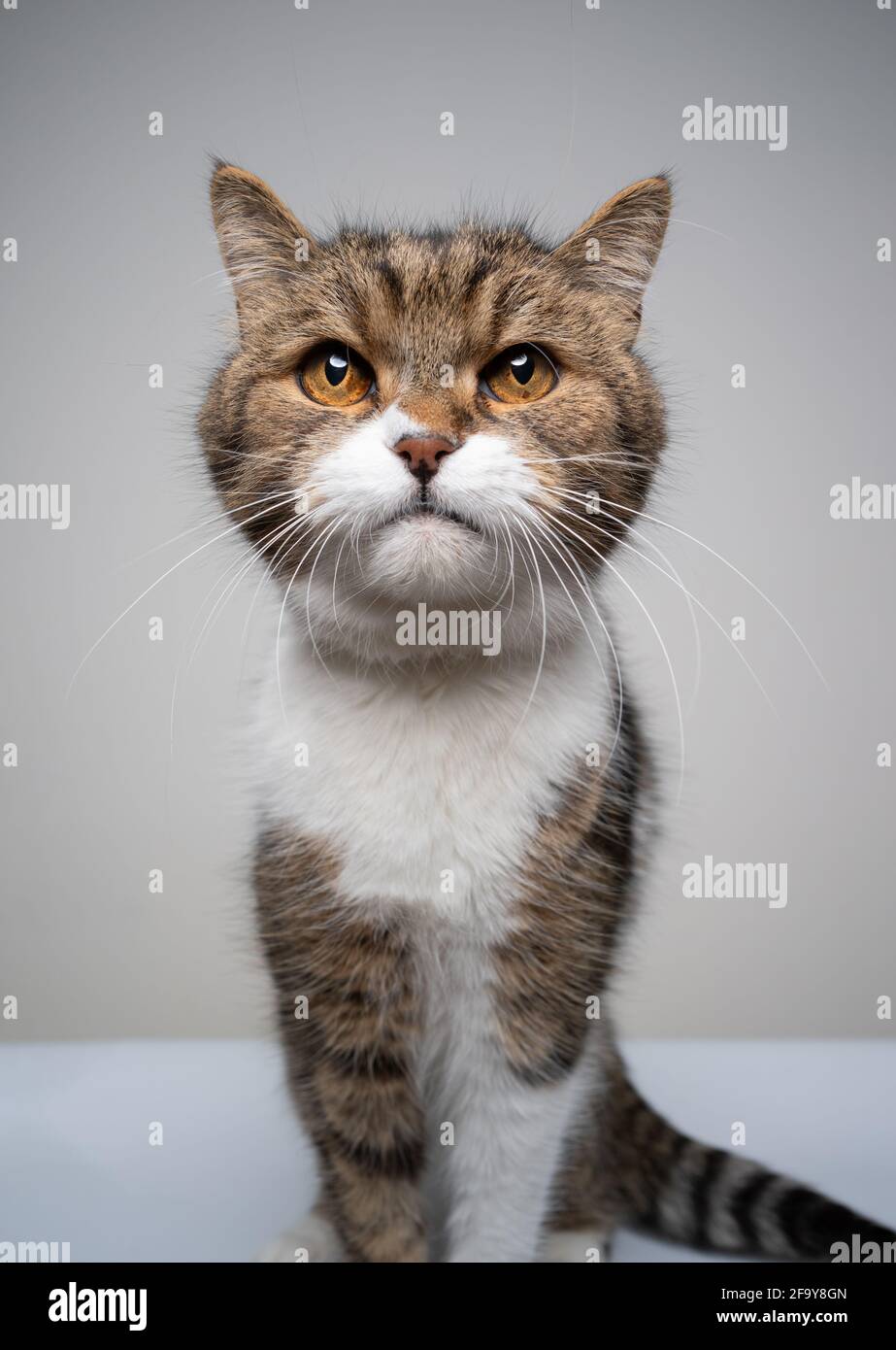 studio shot of a cute tabby white british shorthair cat sitting looking ...