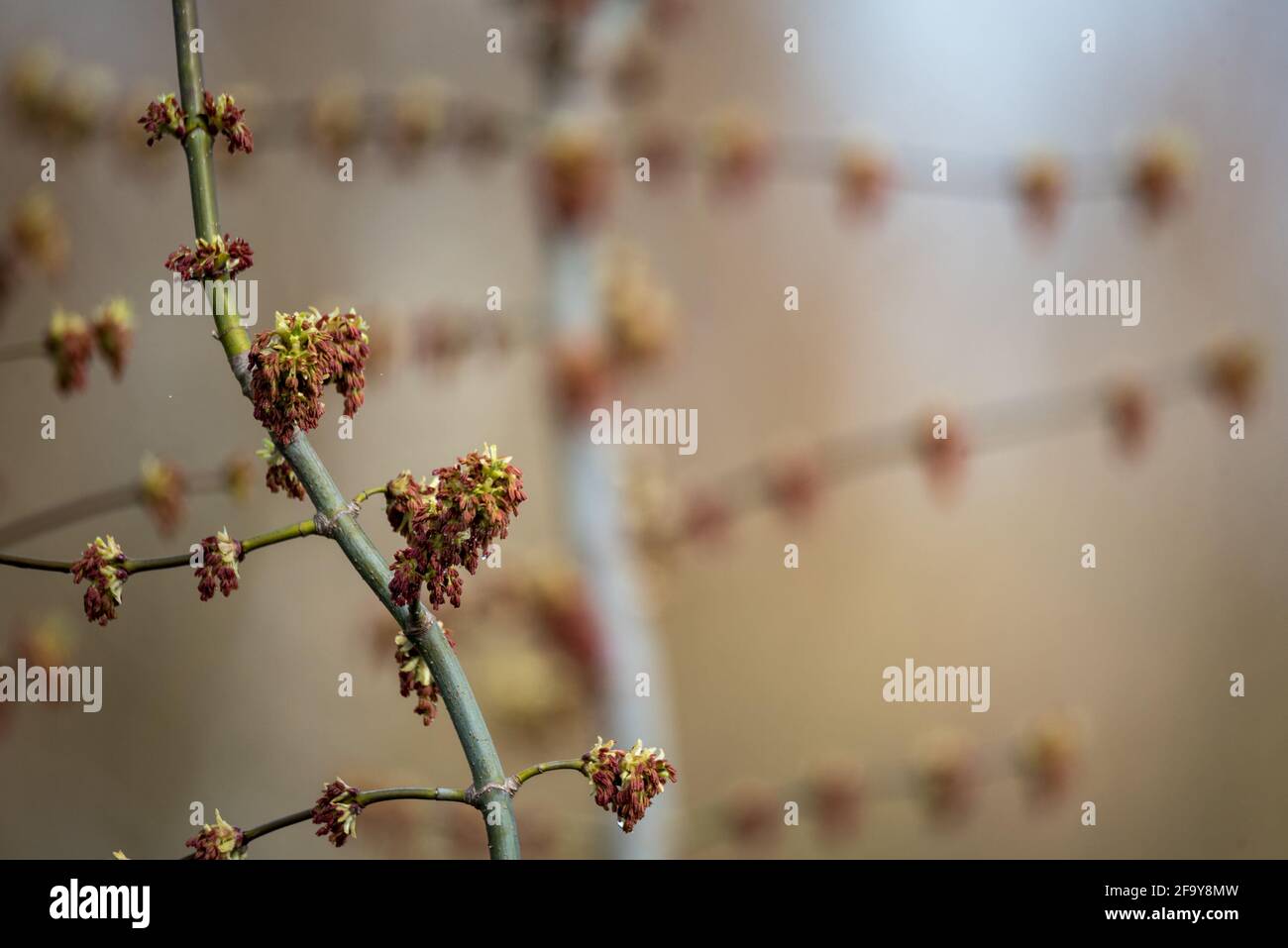 Spring in nature, tree branches with buds and young leaves Stock Photo ...