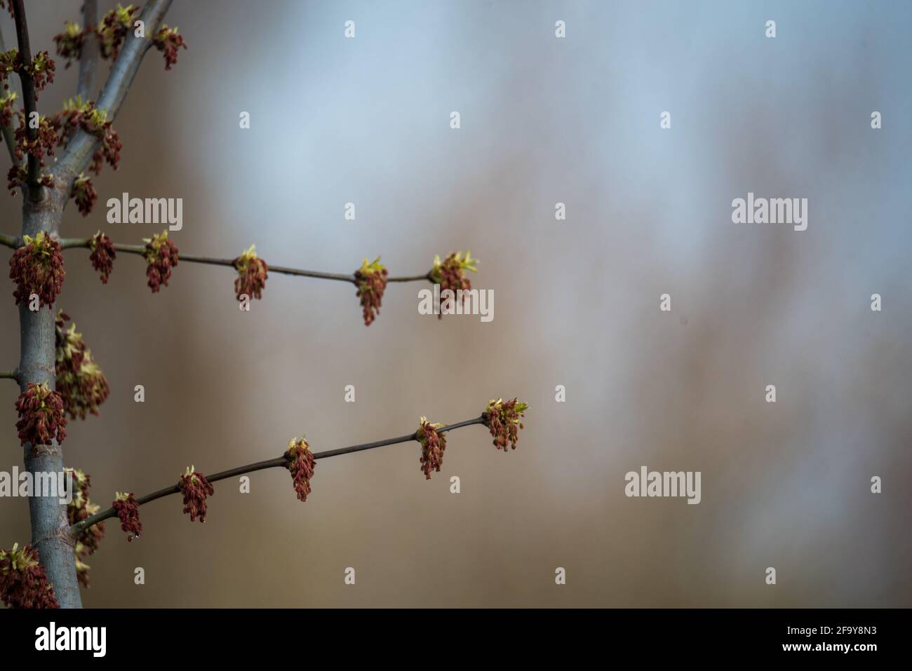 Spring in nature, tree branches with buds and young leaves Stock Photo ...
