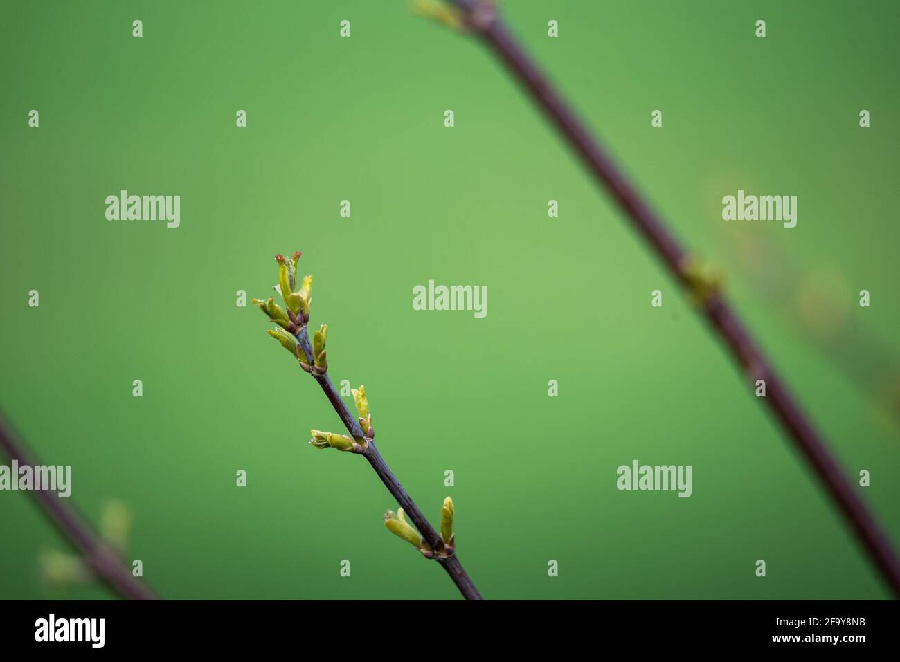 Spring in nature, tree branches with buds and young leaves Stock Photo ...