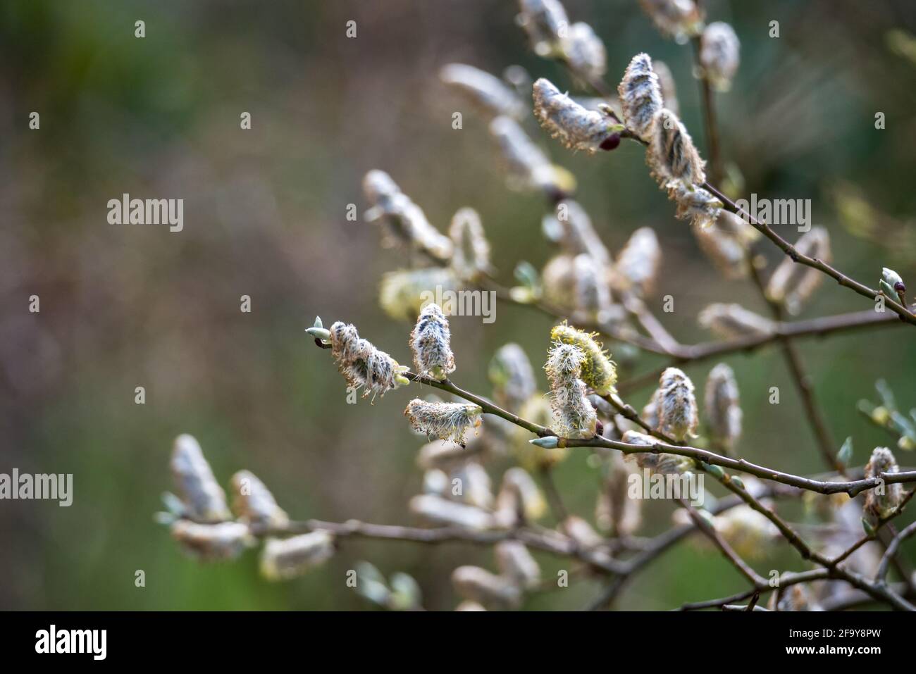 Spring in nature, tree branches with buds and young leaves Stock Photo ...