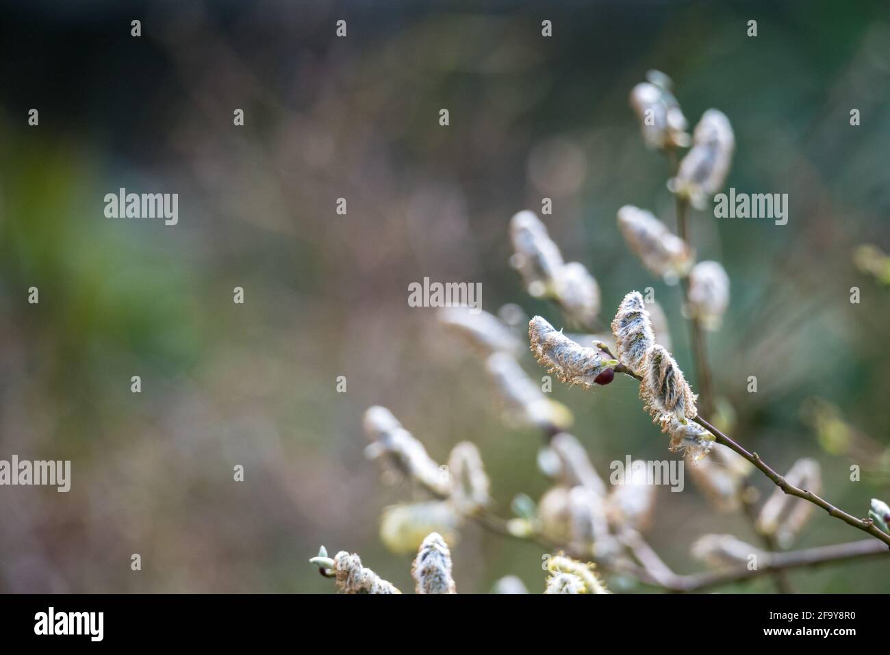Spring in nature, tree branches with buds and young leaves Stock Photo ...