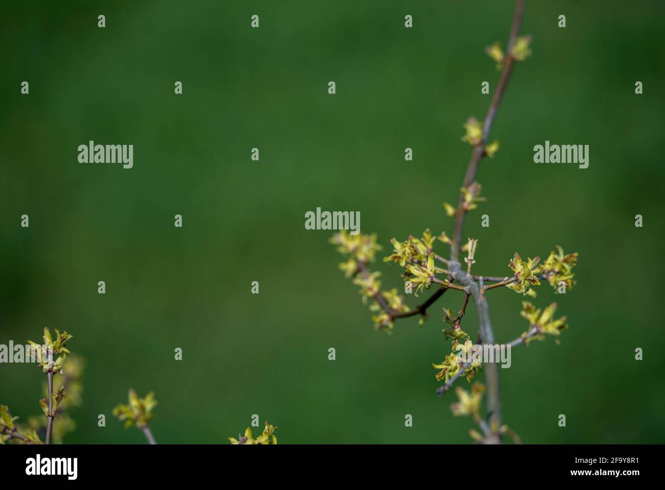 Spring in nature, tree branches with buds and young leaves Stock Photo ...