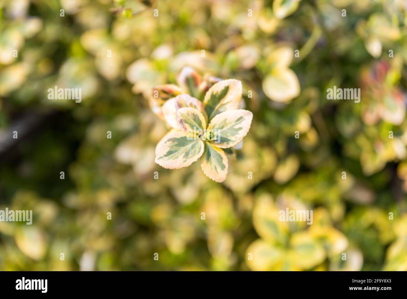 Spring in nature, tree branches with buds and young leaves Stock Photo ...