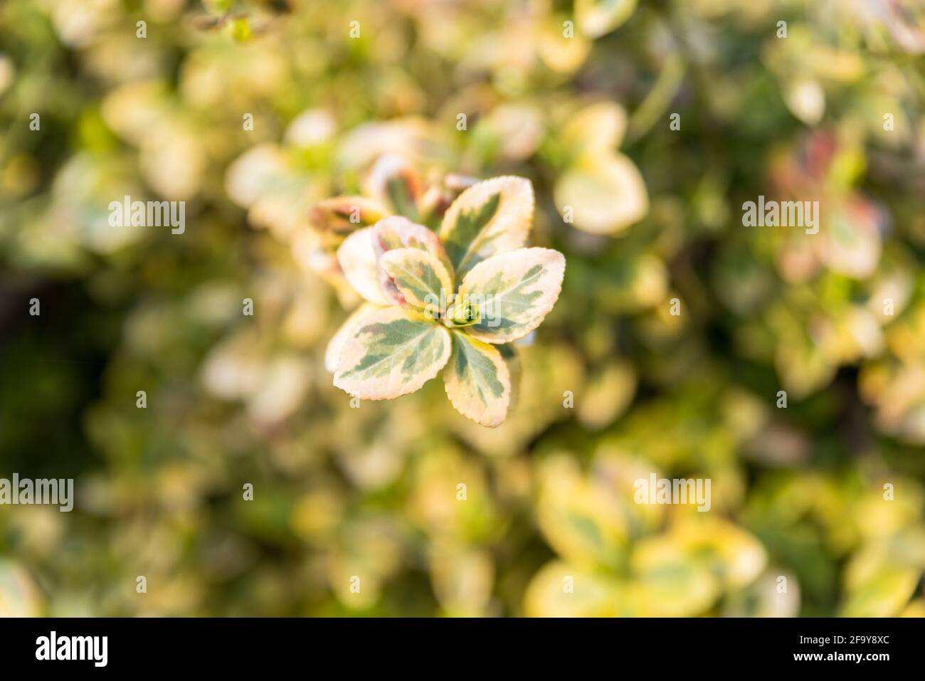 Spring in nature, tree branches with buds and young leaves Stock Photo ...