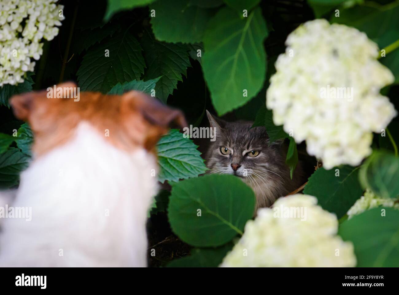 Dog and cat can not get along. Dog chasing cat to hide in bush Stock