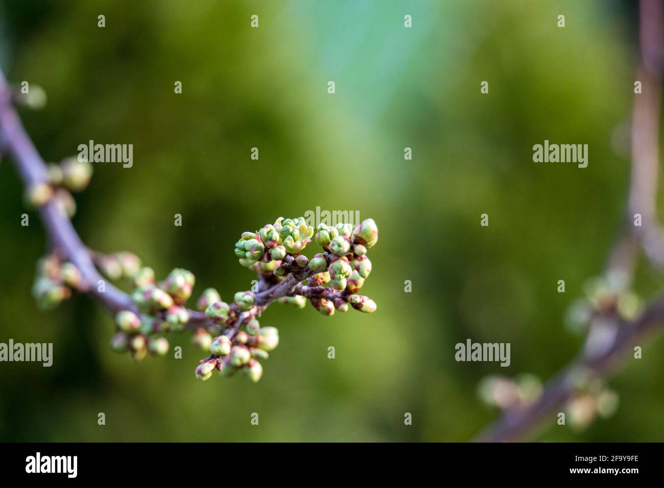 Spring in nature, tree branches with buds and young leaves Stock Photo ...