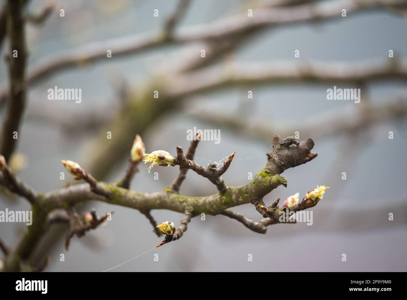 Spring in nature, tree branches with buds and young leaves Stock Photo ...
