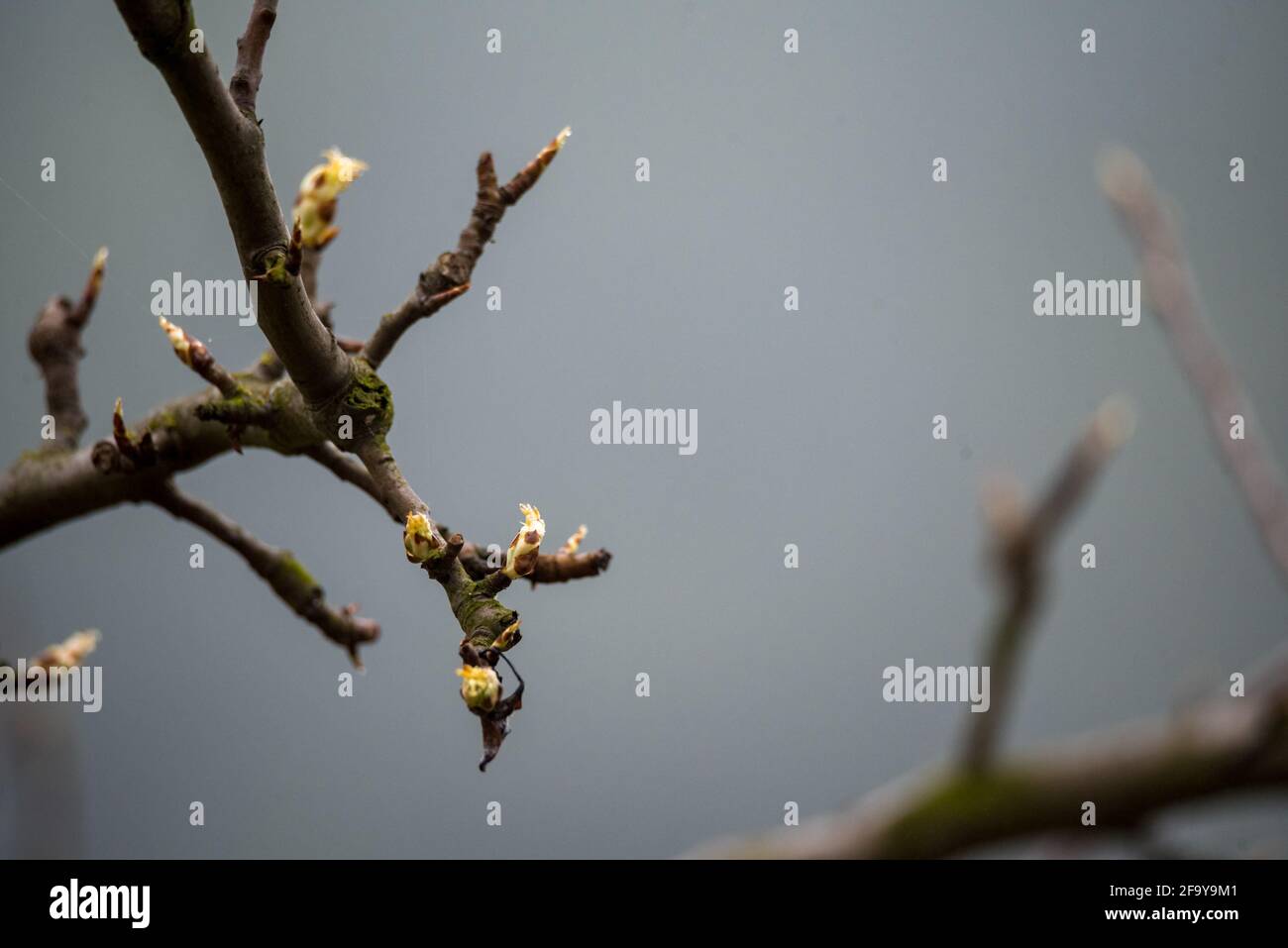 Spring in nature, tree branches with buds and young leaves Stock Photo ...