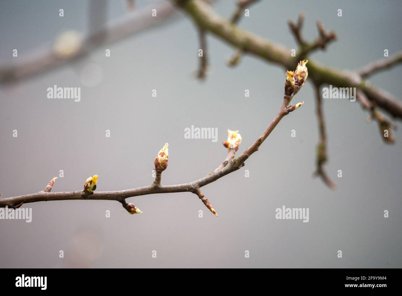 Spring in nature, tree branches with buds and young leaves Stock Photo ...