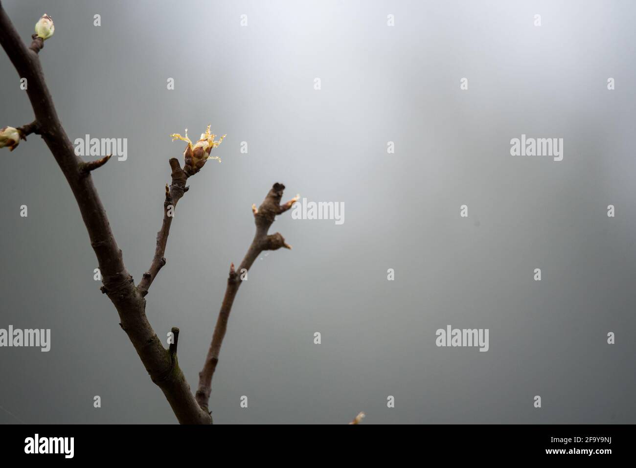 Spring in nature, tree branches with buds and young leaves Stock Photo ...
