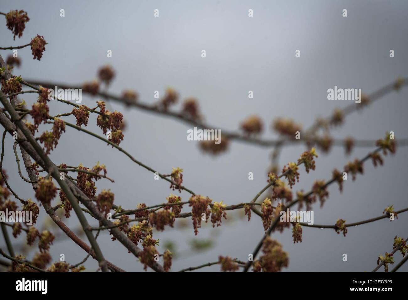 Spring in nature, tree branches with buds and young leaves Stock Photo ...