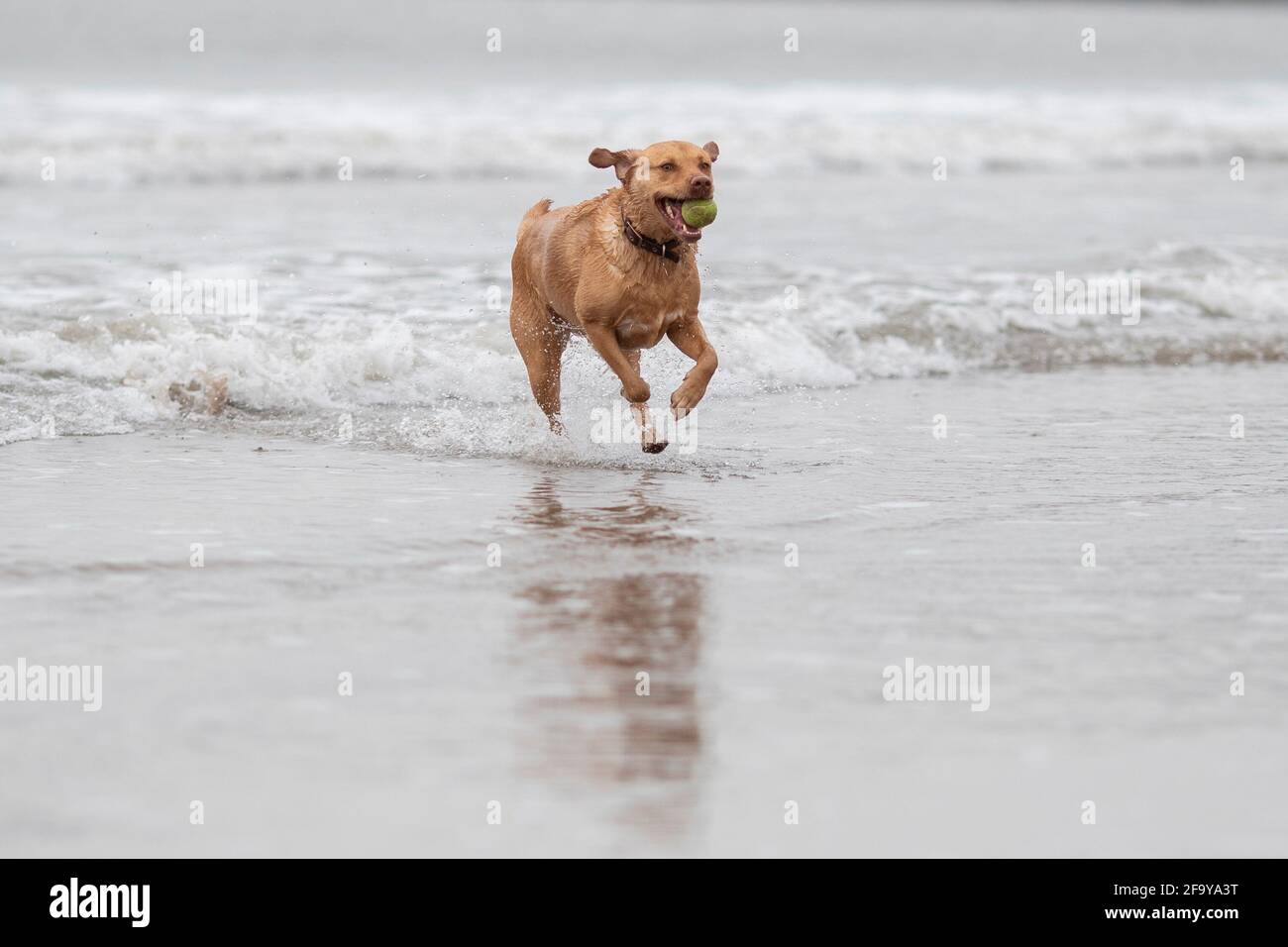 Cardiff, Wales, UK. 21st Apr, 2021. Talisker emerges from an early morning dip in the sea at Watch House Bay near Barry Island as Wales and much of the UK continues to enjoy settled spring weather. Credit: Mark Hawkins/Alamy Live News Stock Photo