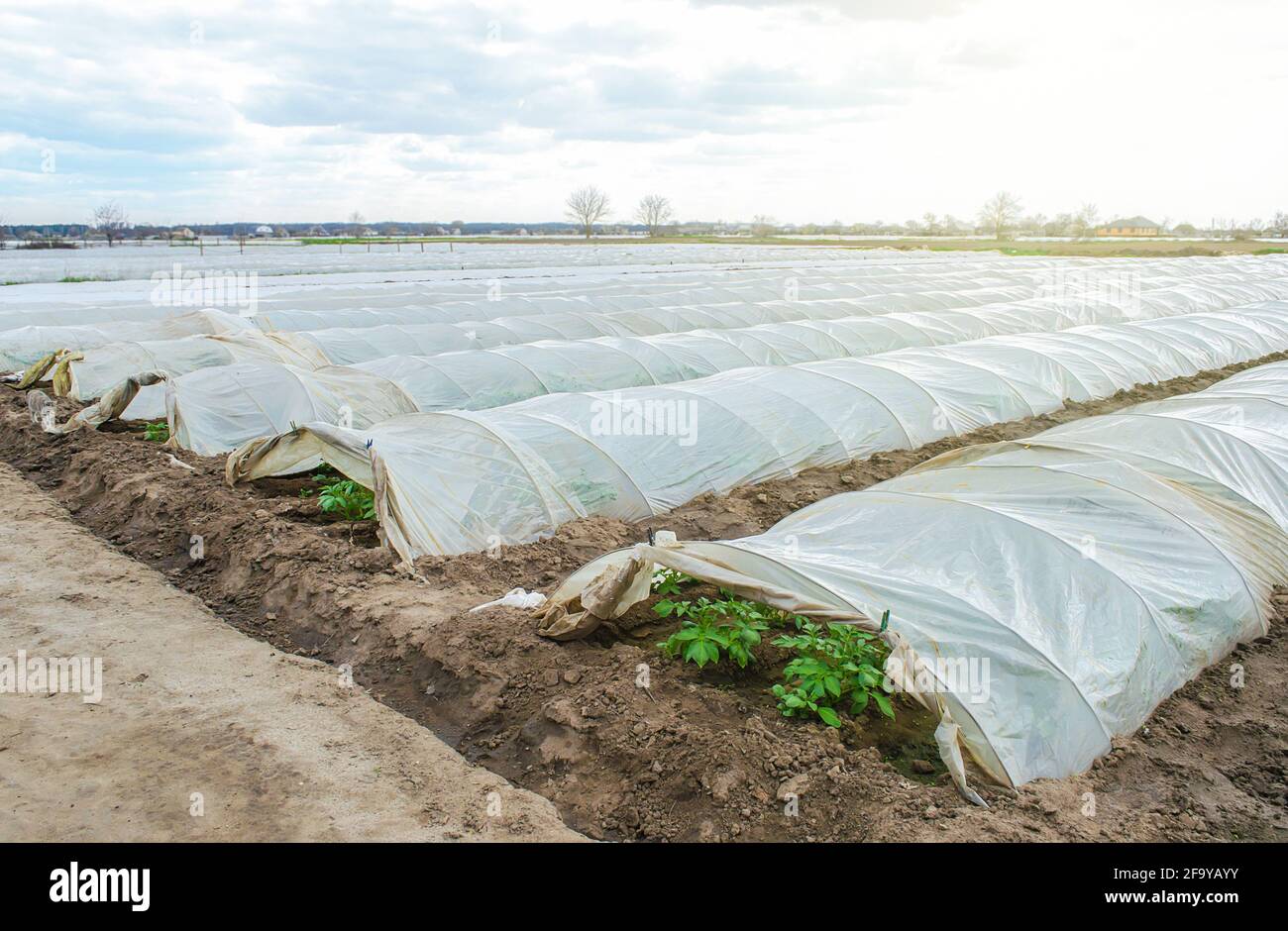 Greenhouse tunnel rows of a potato plantation covered with a plastic
