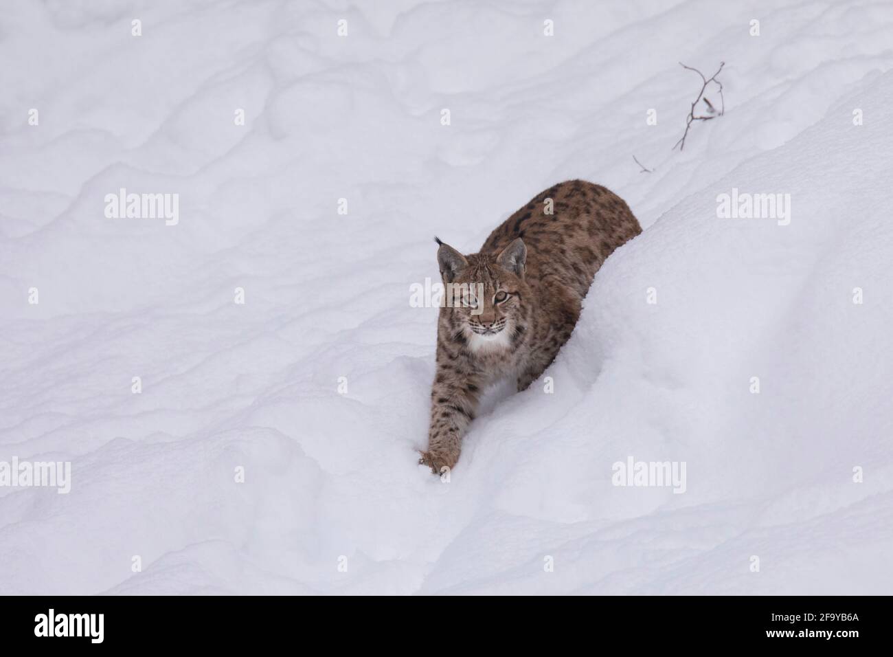 Luchs, Lynx lynx, Eurasian lynx Stock Photo