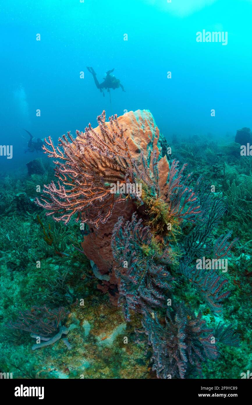 Basket Sponge and gargonian Stock Photo