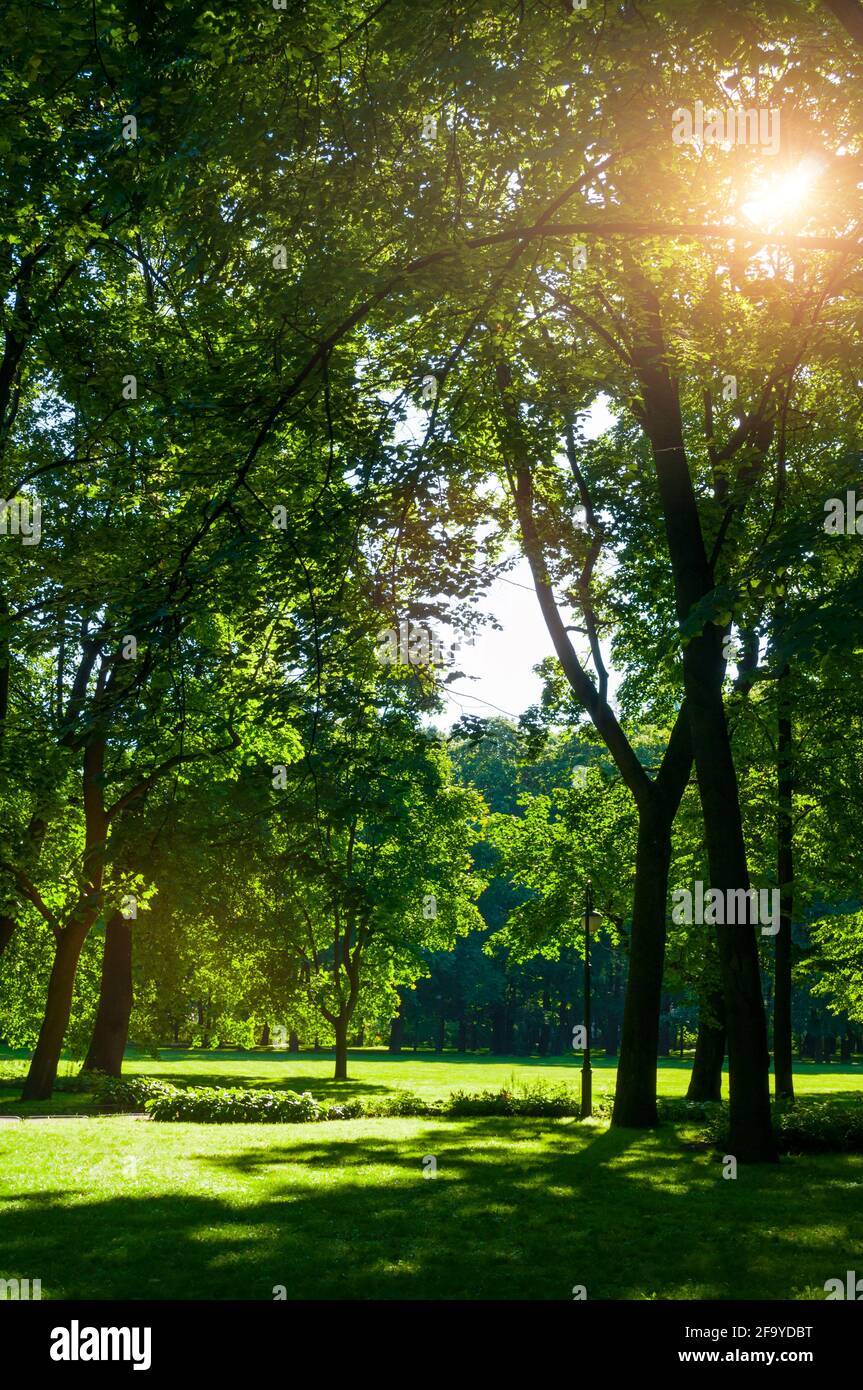 Summer landscape - summer city park with deciduous green park trees in ...