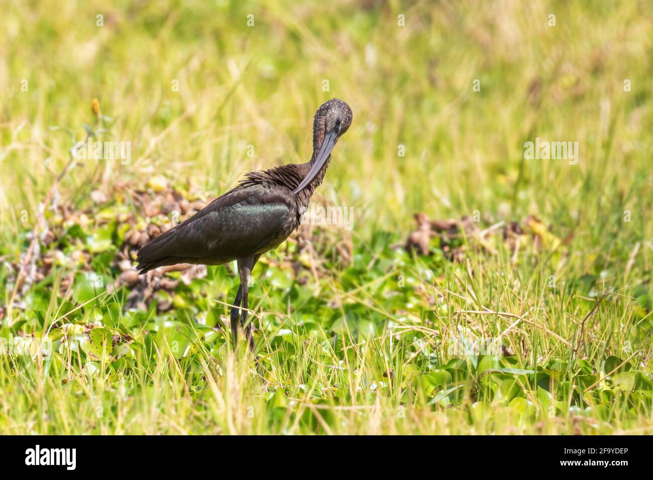 Glossy Ibis - Plegadis falcinellus, beautiful bird with long beak from world wide meadows and grasslands, lage Ziway, Ethiopia. Stock Photo