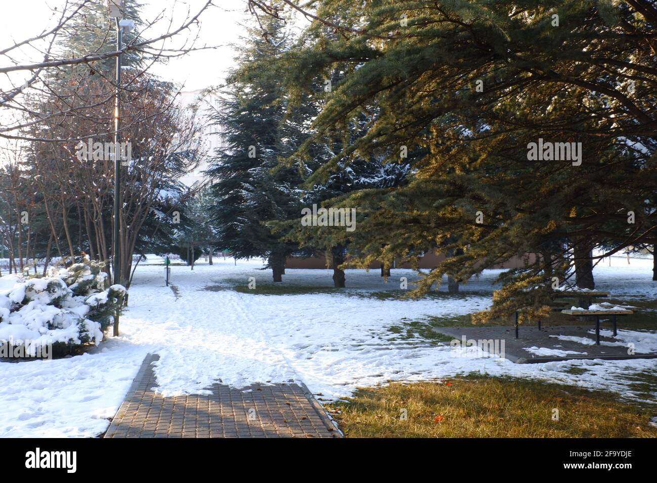 pine-trees-and-partly-melted-snow-in-winter-stock-photo-alamy