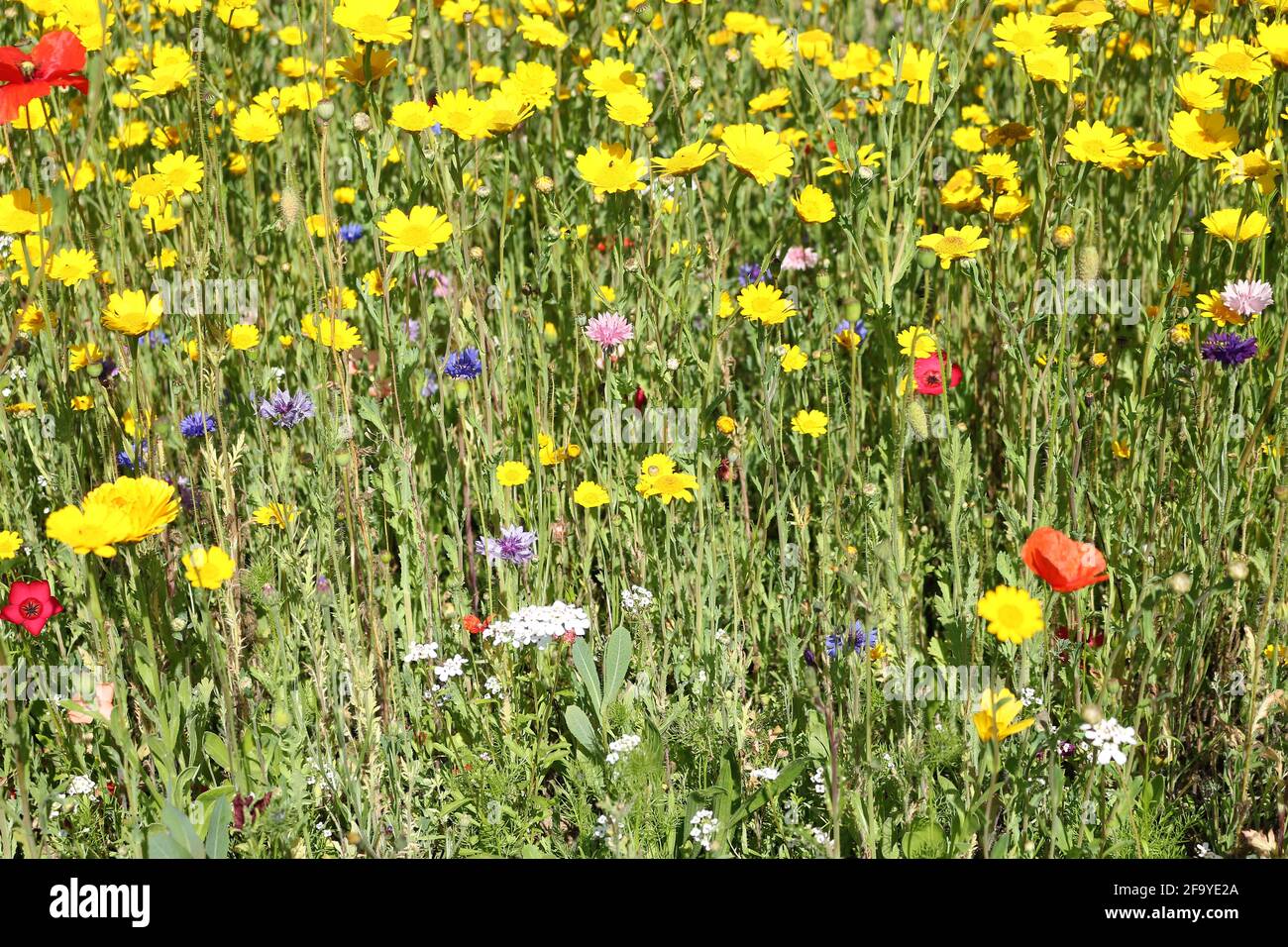 A mix of colourful wildflowers Stock Photo