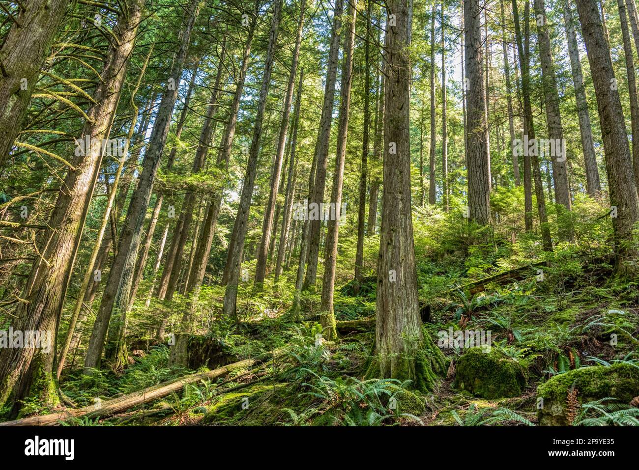 Deep into forest hi-res stock photography and images - Alamy