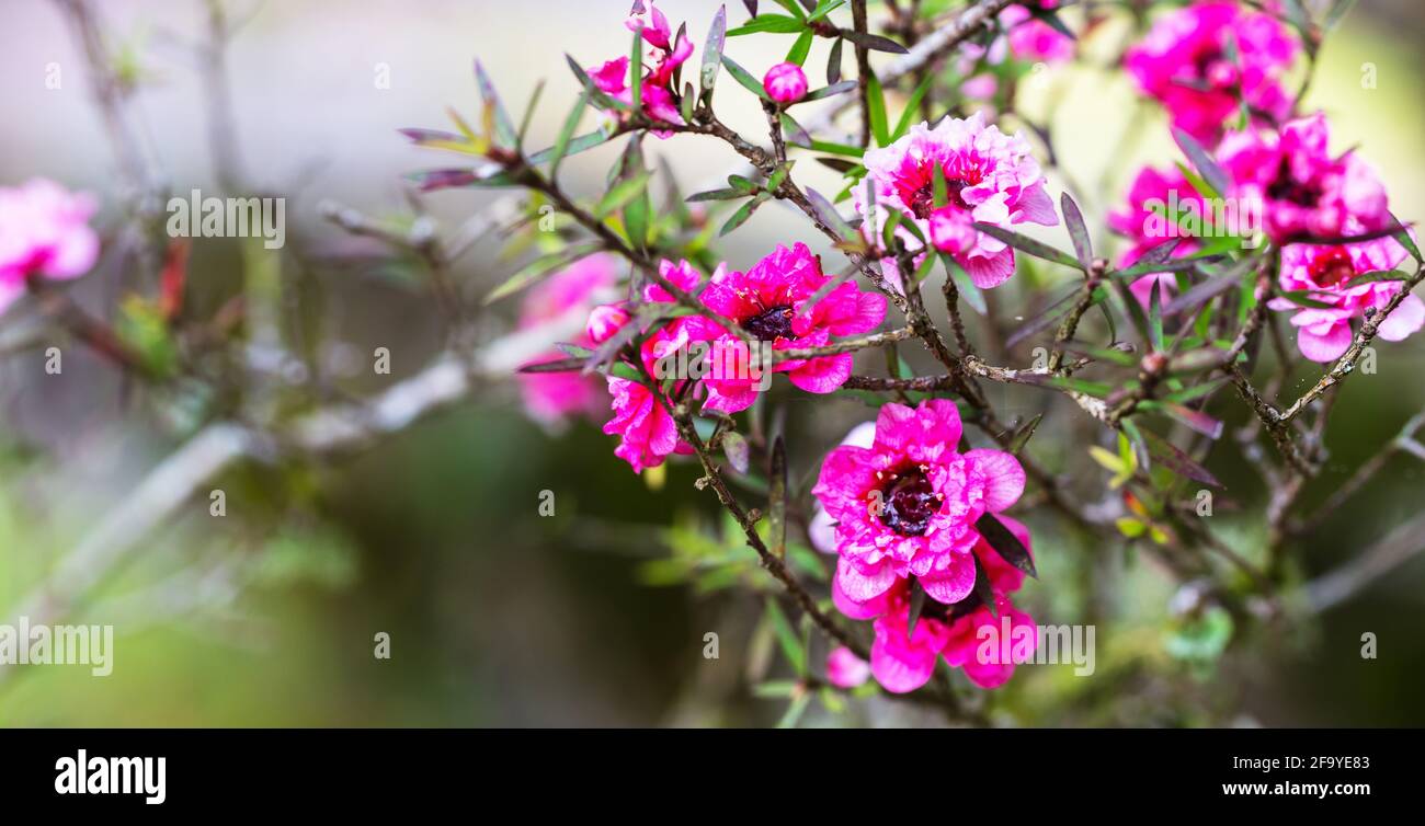 Selective focus shot of blooming manuka flowers Stock Photo