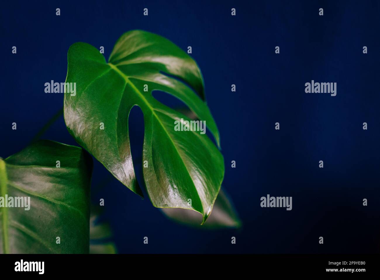 Close up of cheese plant monstera delisiosa leaves against a dark blue wall Stock Photo