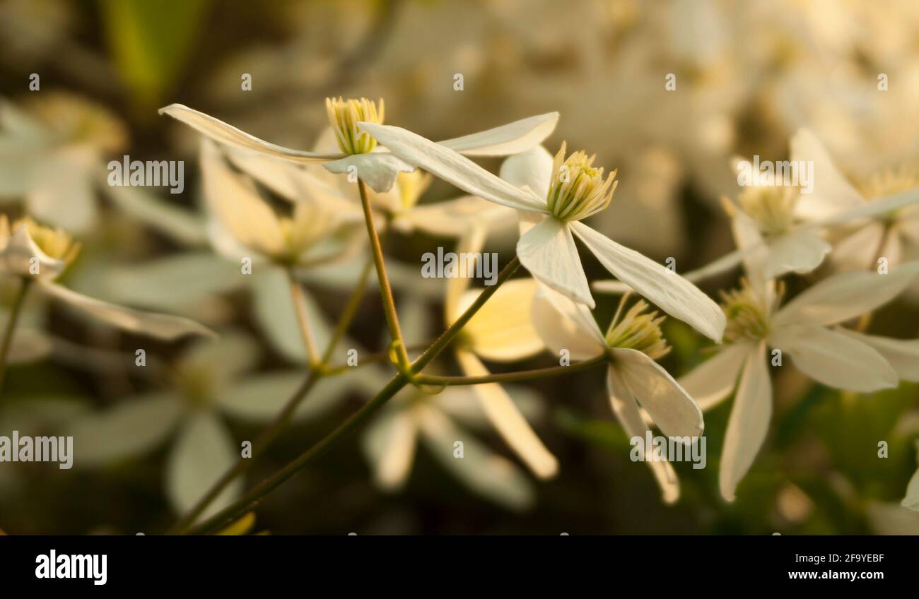 Soft, muted pastel colours of clematis armandii flowers in a garden in Surrey, UK, in April. Stock Photo