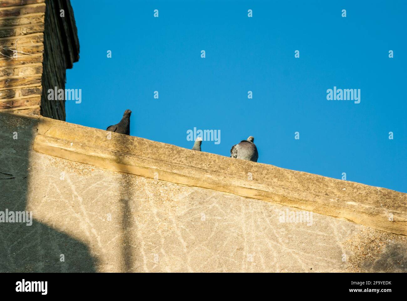 Three feral pigeons (Columba livia domestica) peering over the edge of a rooftop. UK Stock Photo