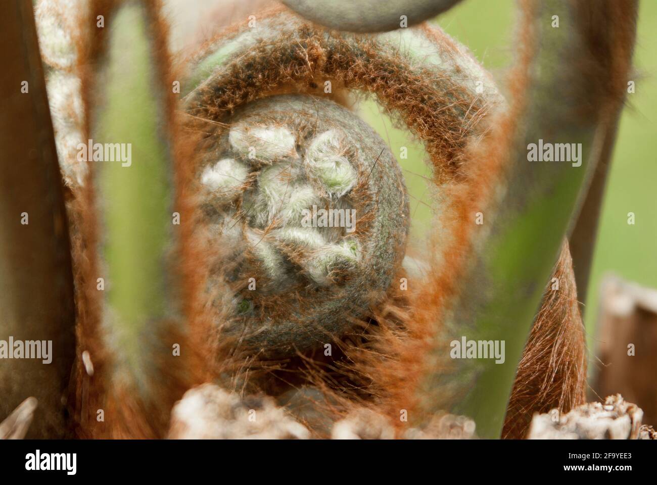 Close up of the unfurling fronds / croziers fiddleheads of a Tasmanian tree fern (Dicksonia antarctica) in a garden in the UK in spring. Stock Photo