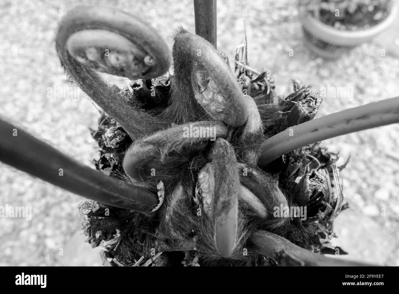 The unfurling fronds / croziers fiddleheads of a Tasmanian tree fern (Dicksonia antarctica) viewed from above in a garden in the UK in spring. B&W Stock Photo