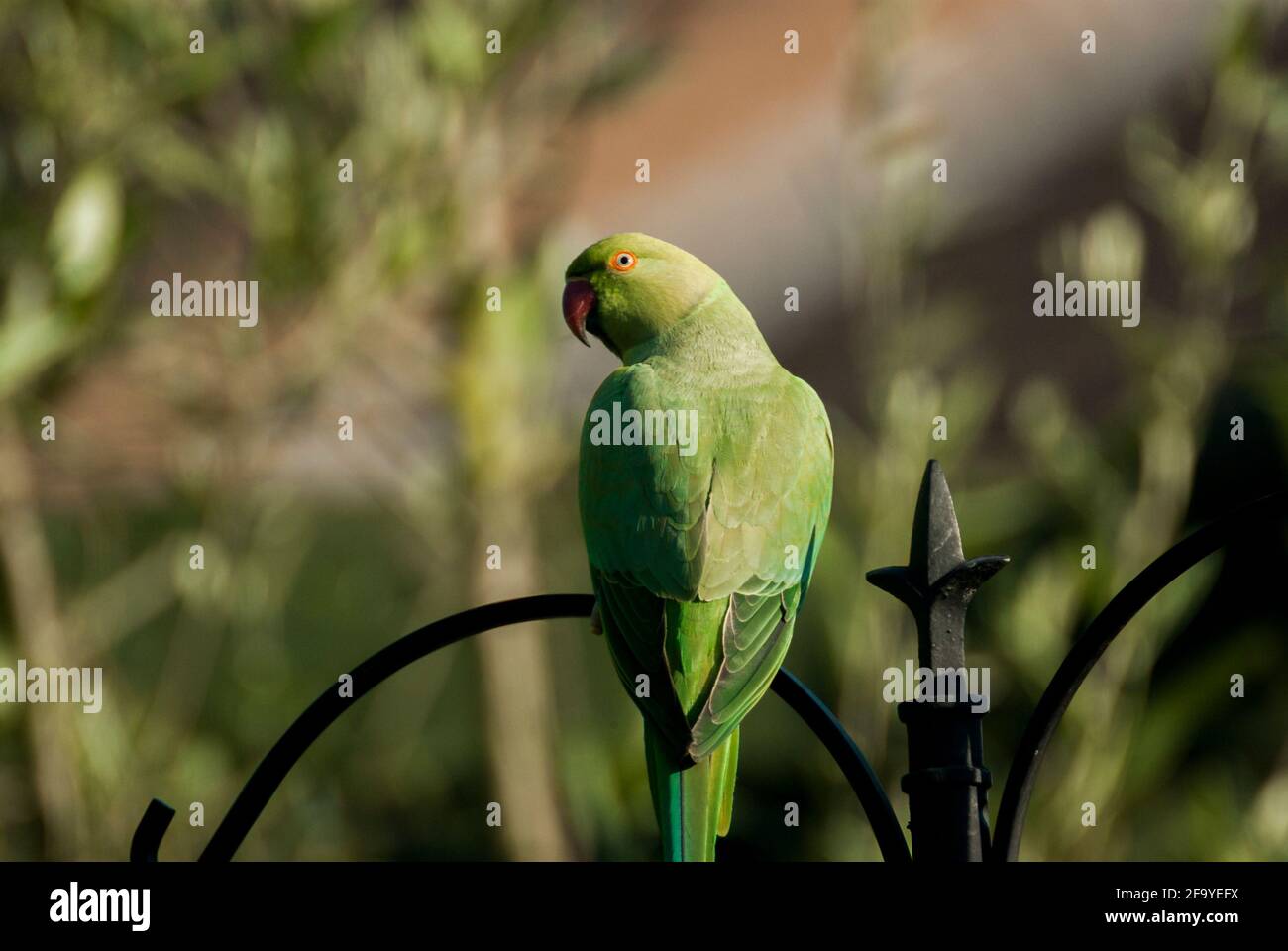 A ring-necked parakeet (Psittacula krameri) perching on wrought iron pole in a garden. UK Stock Photo