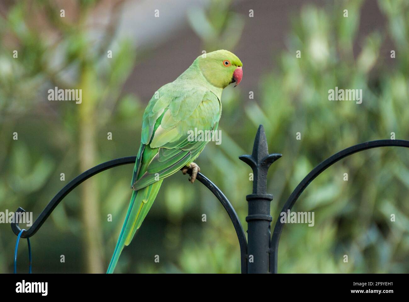 A ring-necked parakeet (Psittacula krameri) perching on wrought iron pole in a garden. UK Stock Photo